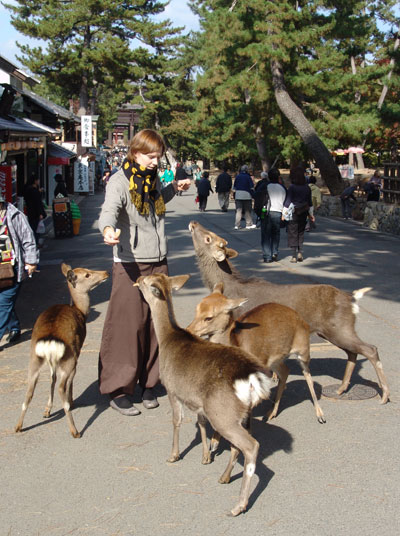 Nara_feeding_deer.jpg